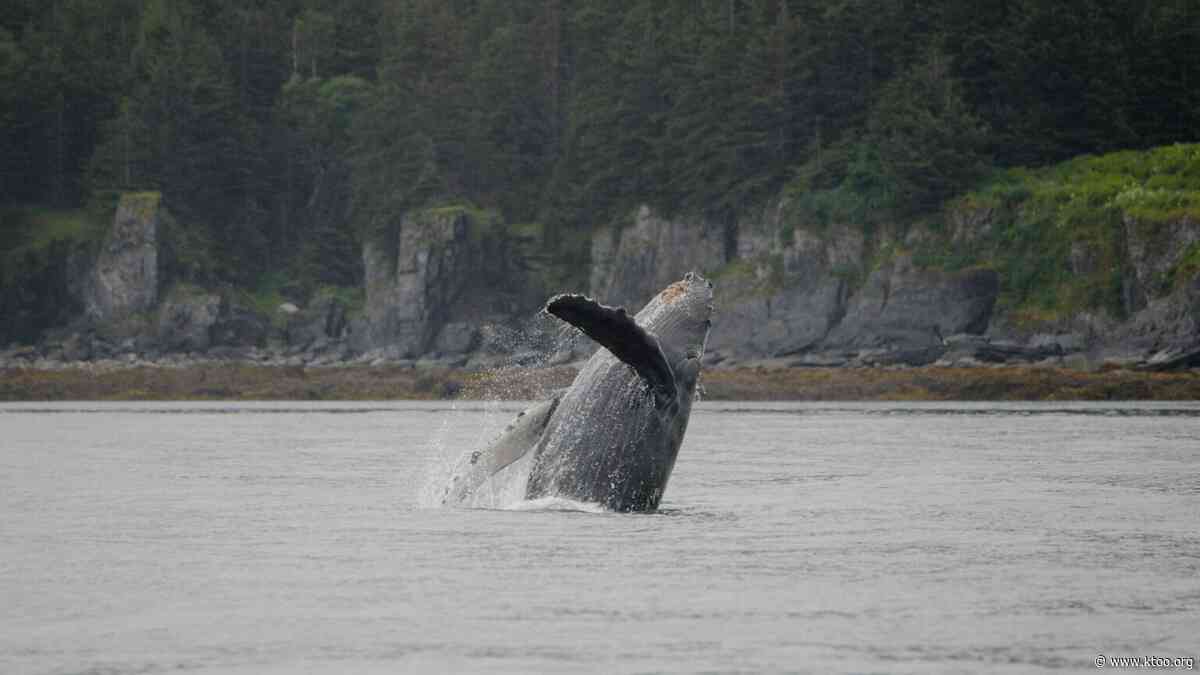 Humpback whale health study could prompt new whale watching regulations in Juneau