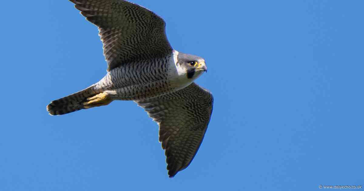 Stunning image captures world's fastest bird in Hampshire skies