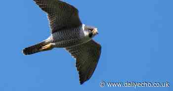 Stunning image captures world's fastest bird in Hampshire skies