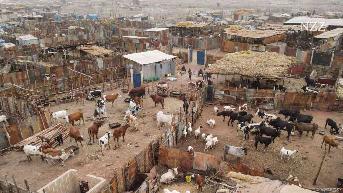 Flucht vor Gewalt in Mali: Wenn sich das Leben auf einer Abfallhalde wie das Paradies anfühlt