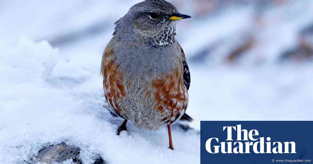 Birdwatch: After six decades, I finally catch up with the Alpine accentor