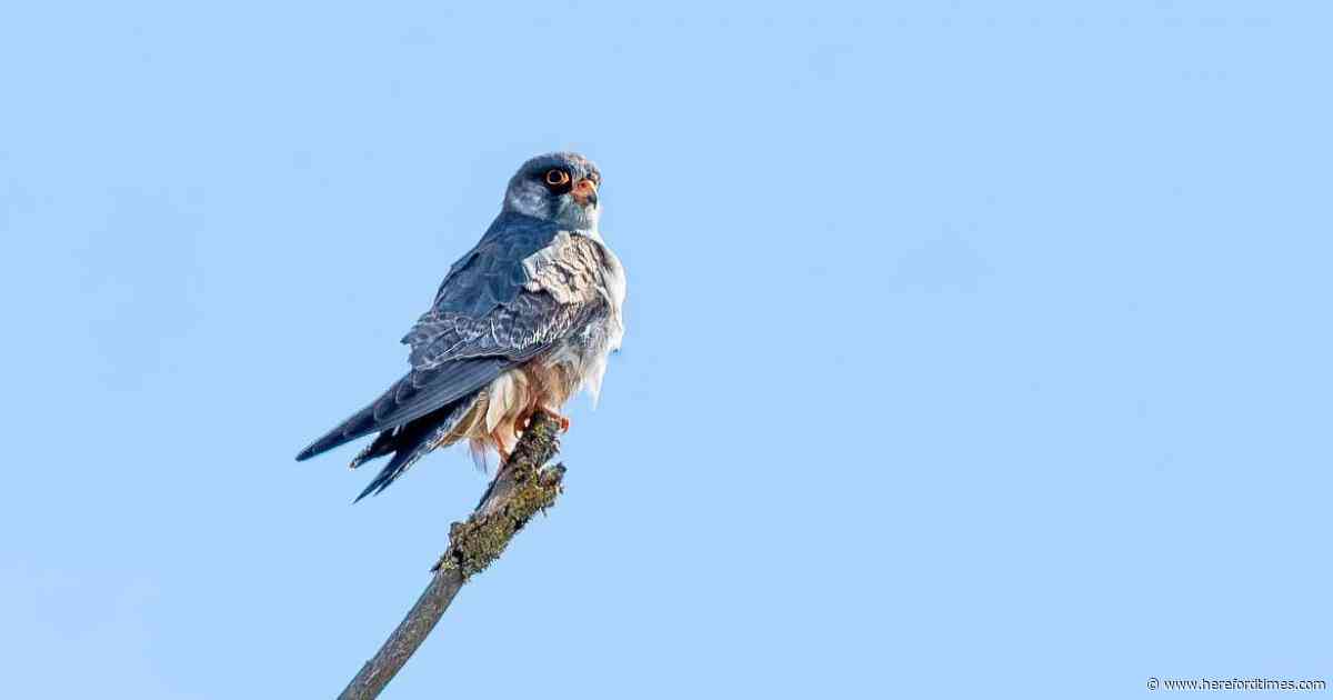 Rare bird of prey attracts 'hundreds' to beauty spot