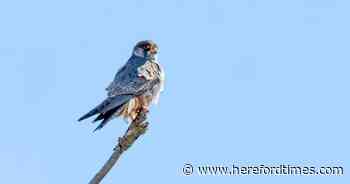 Rare bird of prey attracts 'hundreds' to beauty spot