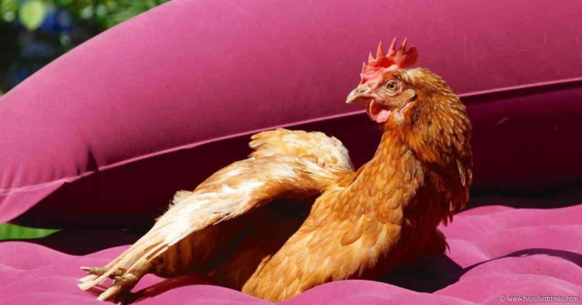 12,000 ex-battery hens in need of homes in Herefordshire