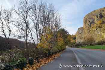 Thousands of Bristol trees with ash dieback disease to be felled as threat to public safety