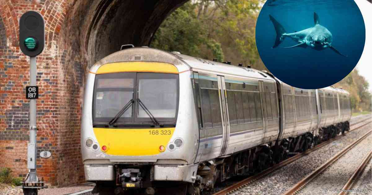 Fossils from Jurassic-era Jaws uncovered on Cambridge-Oxford railway route