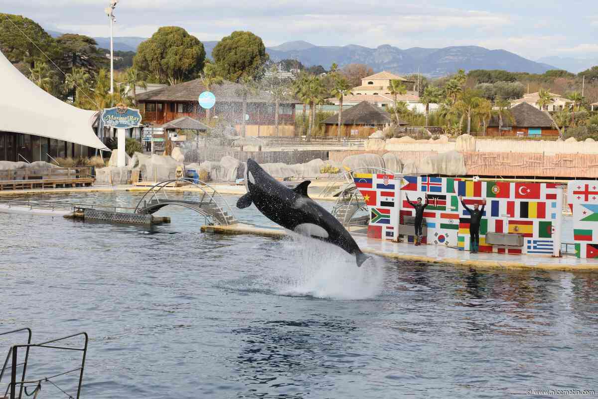 Les orques et les dauphins sont toujours là: cinq mois après la fermeture de Marineland, beaucoup de questions restent sa réponse