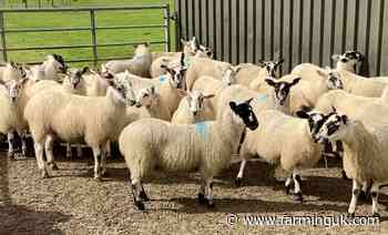 Risk of blowfly strike rises to &#39;red alert&#39; for three regions