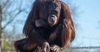 Here's why you won't be seeing Colchester Zoo's 'loved' orangutans for six weeks