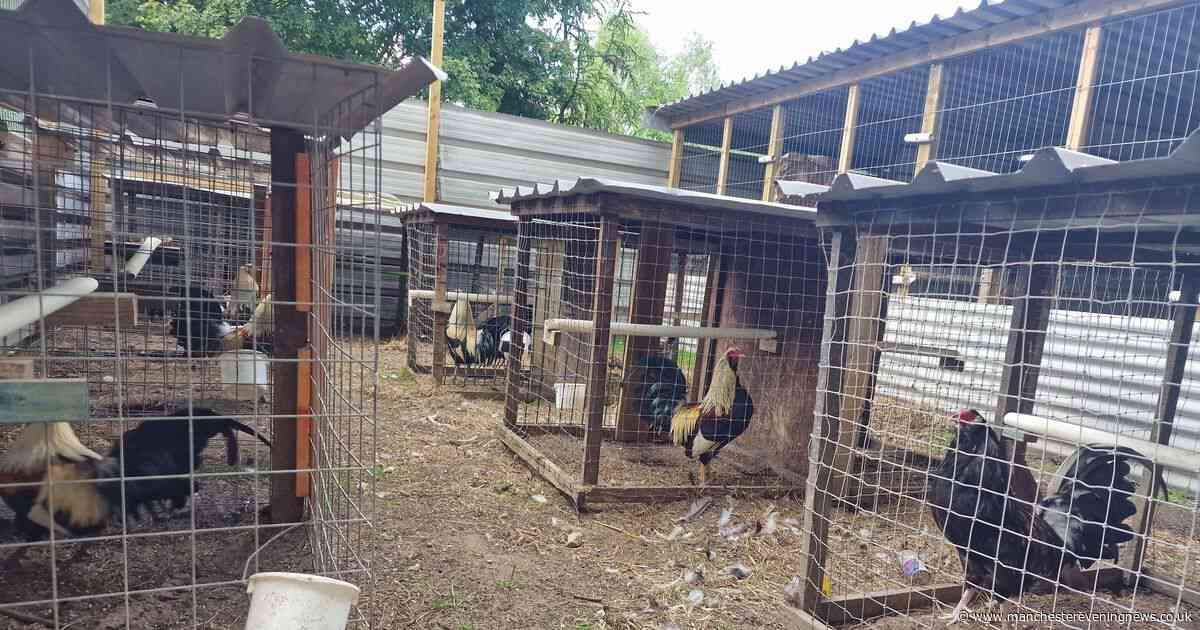 Arrests made as police uncover 'deeply cruel' cockfighting pit at stables