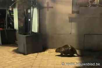 Bever gespot in dorpscentrum: “Hij was even zijn weg kwijt”
