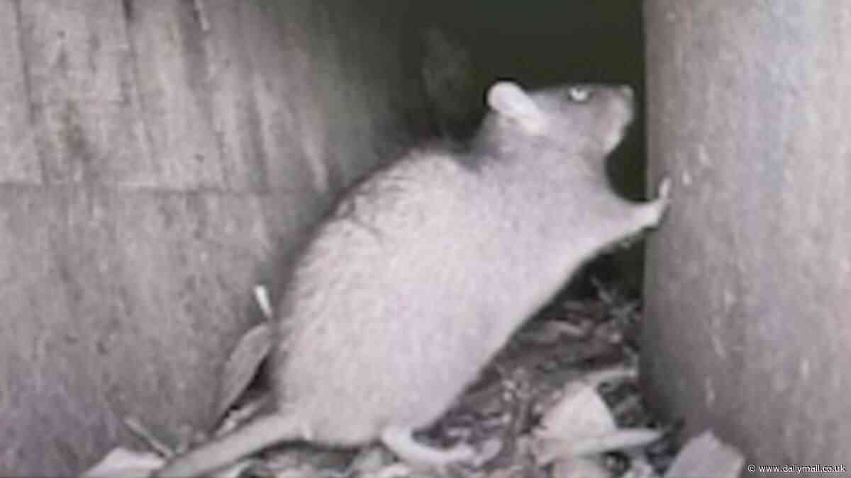 Elderly couple reveal they have been besieged by giant rats for 10 years - while council claims there is 'no evidence of infestation'