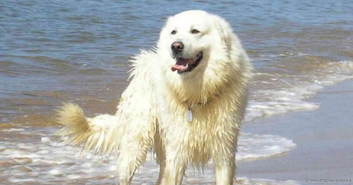 Prendono un cane ma non sono in grado di gestirlo e lo riportano al canile. Il sindaco gli vieta di prenderne un altro per due anni: “Prima di prendere un animale bisogna conoscerne le caratteristiche”