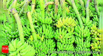 Kolkata feels the heat as bananas vanish from markets amid climate crisis