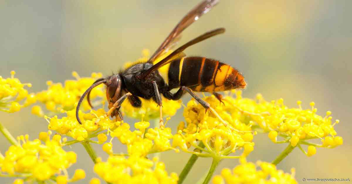 Asian hornet warning issued as people urged to do one thing if they spot insect