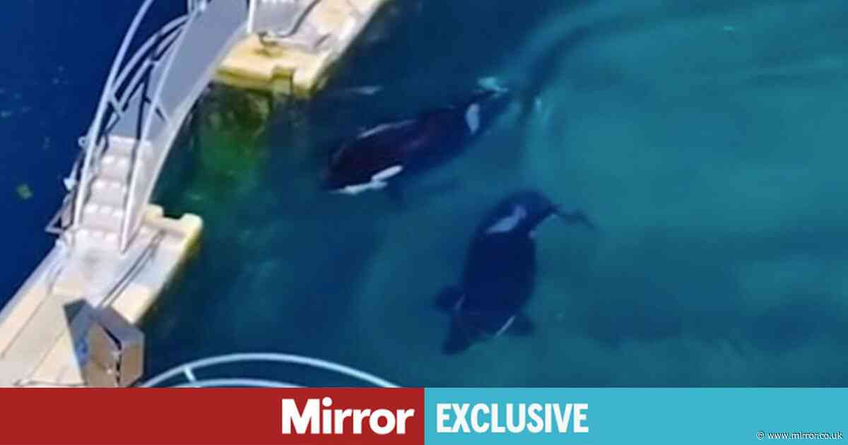 Theme park left abandoned and 'frozen in time' where Orca whales still alive left to rot