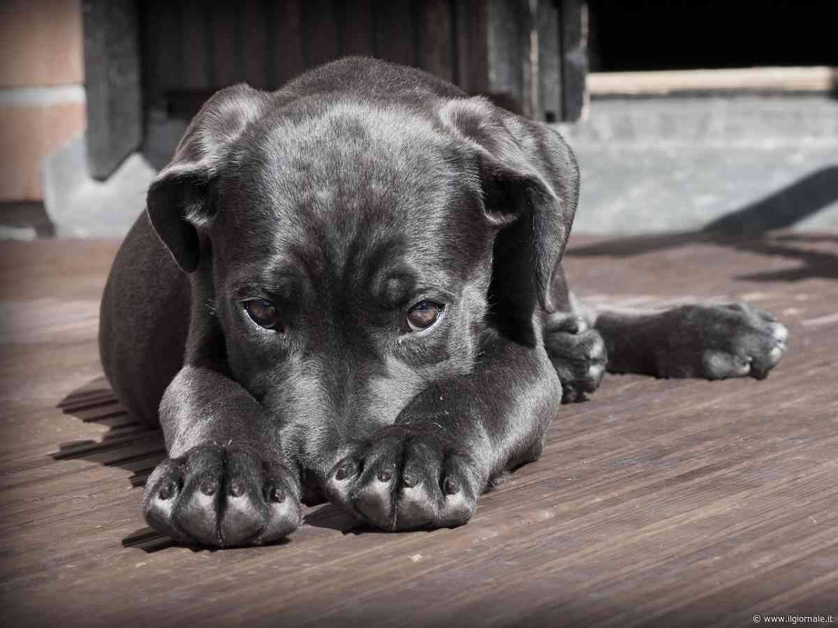 Getta acido sul cane dei vicini: anni di minacce, poi la verità nei video di sorveglianza