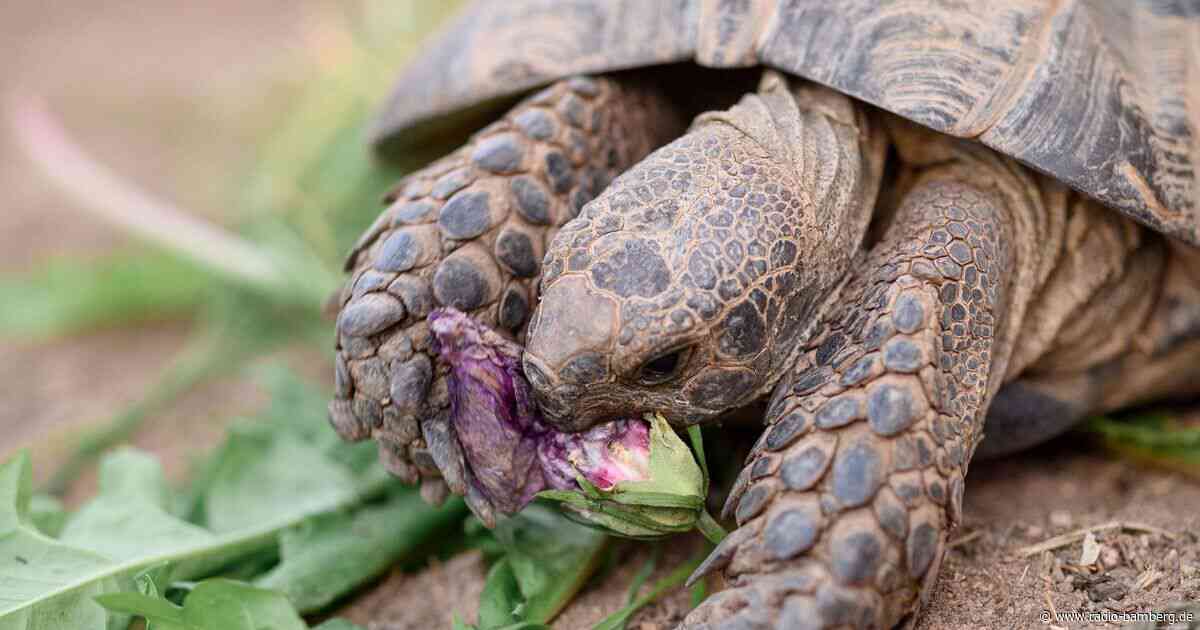 100 Jahre alte Schildkröte auf Abwegen