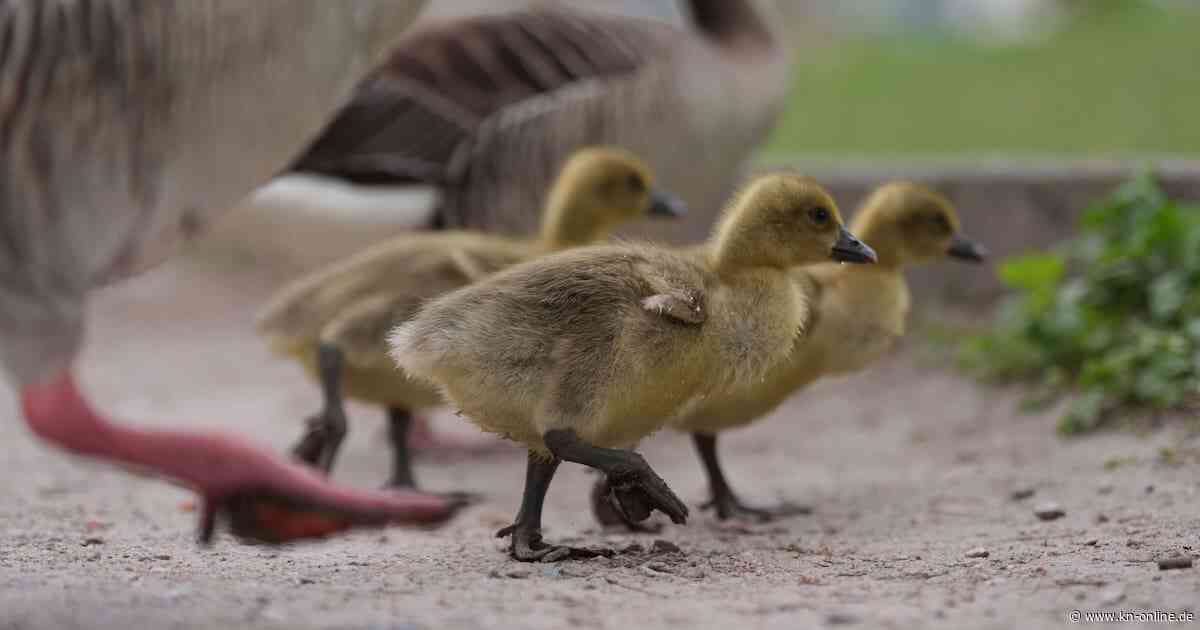 13 tote Gänseküken ohne Kopf auf Föhr entdeckt