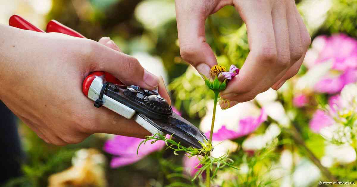 Plants you must prune right now for 'attractive blooms and vigorous growth'