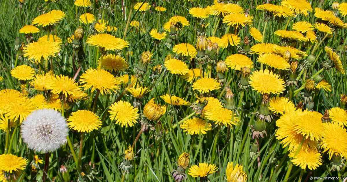 Banish dandelions from the lawn without using chemicals or white vinegar