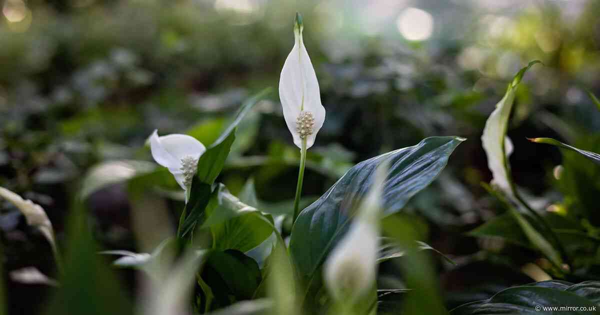 'I fed my peace lily a kitchen scrap and it's been flowering like crazy'