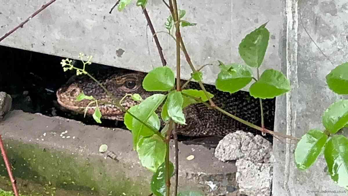 Horror as monitor lizard is found devouring a newborn baby in Thailand