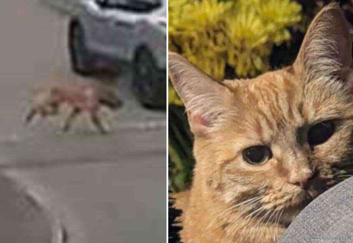 ‘She didn’t deserve this’: Family’s devastation as beloved cat killed in ‘doorstep dog attack’