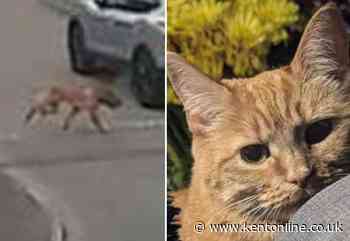 ‘She didn’t deserve this’: Family’s devastation as beloved cat killed in ‘doorstep dog attack’