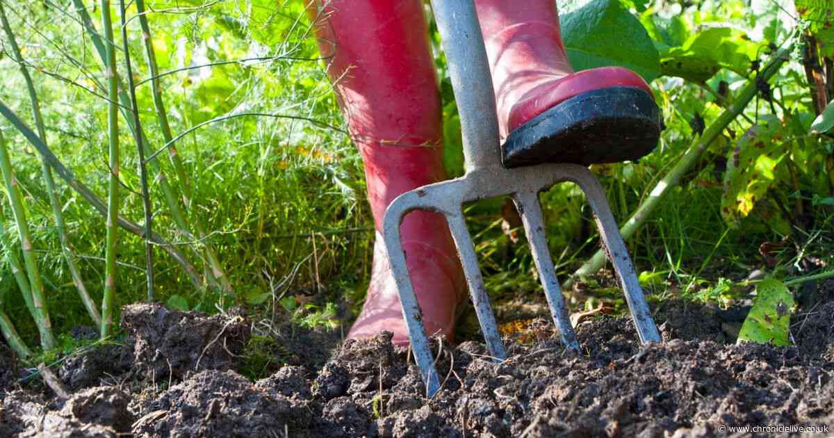 Gardners urged to plant these fruit and vegetables from June onwards