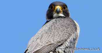 Rare sighting of bird of prey described as 'fastest in the world' in Essex