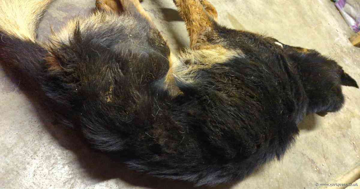 Woman banned from keeping animals for life after starving dog to death