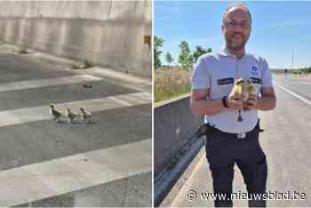 Politie plukt drie ganzenkuikens van snelweg: “Hebben ze vrijgelaten aan een plas”