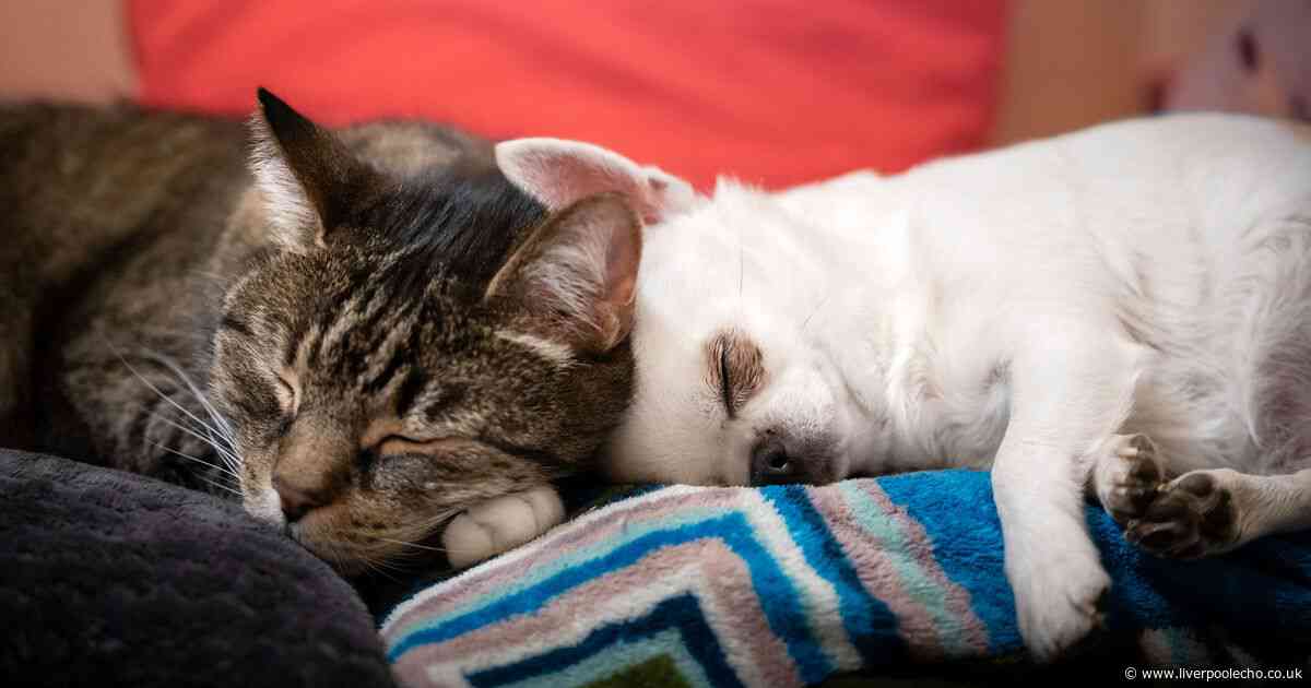 Cats to overtake dogs as Britain's favourite pet 'in next two years' experts claim