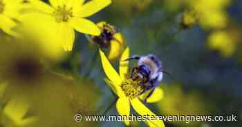 Monty Don issues warning as bees set to swarm UK gardens in coming weeks
