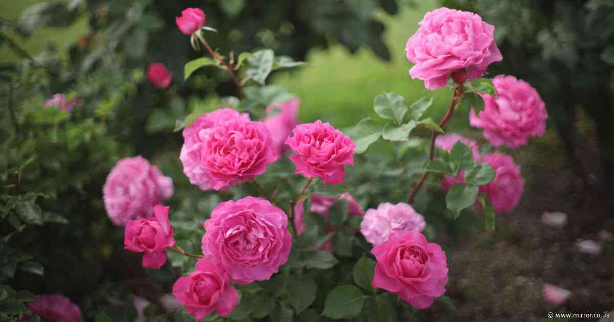 Expert says feed roses with 'wonderful' scrap to produce 'better blooms'