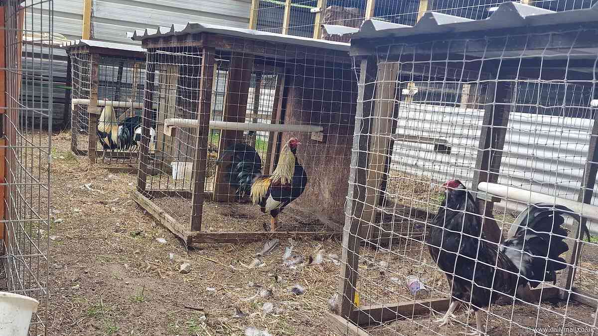 Police uncover 'deeply cruel' illegal cockfighting ring as they rescue 27 cockerels and arrest two men