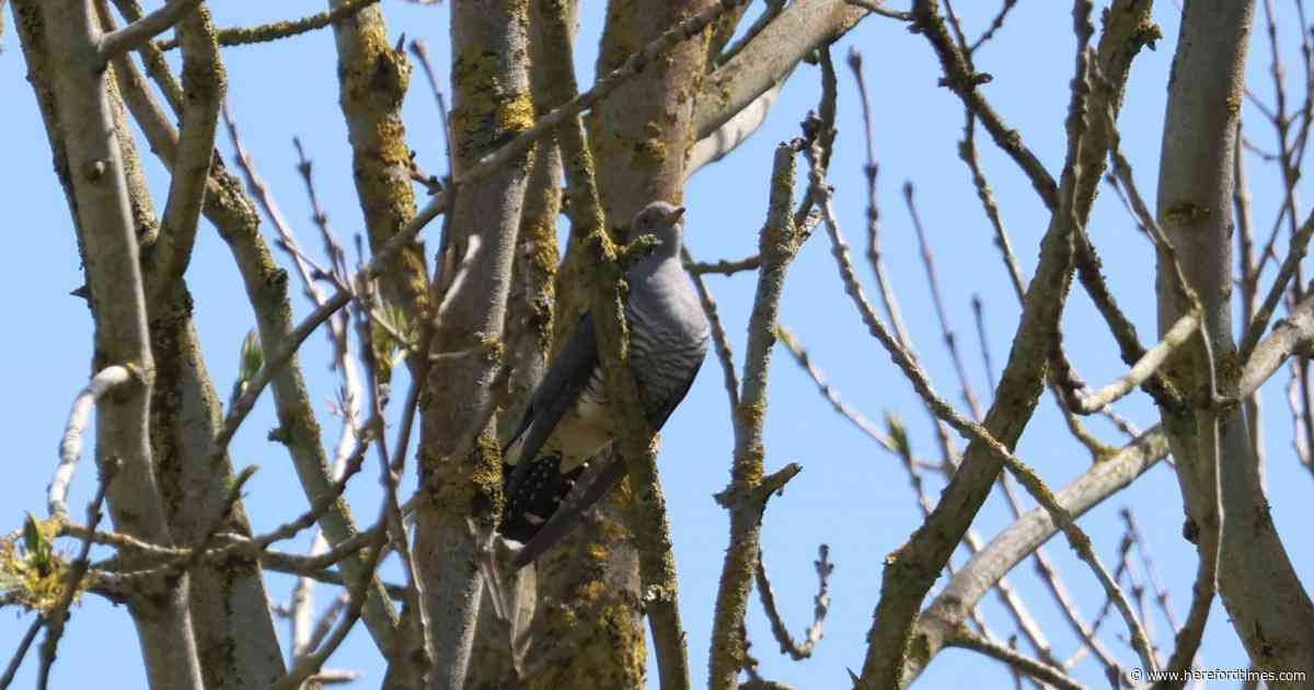 Cuckoos heard calling at quiet Herefordshire spot