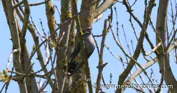 Cuckoos heard calling at quiet Herefordshire spot