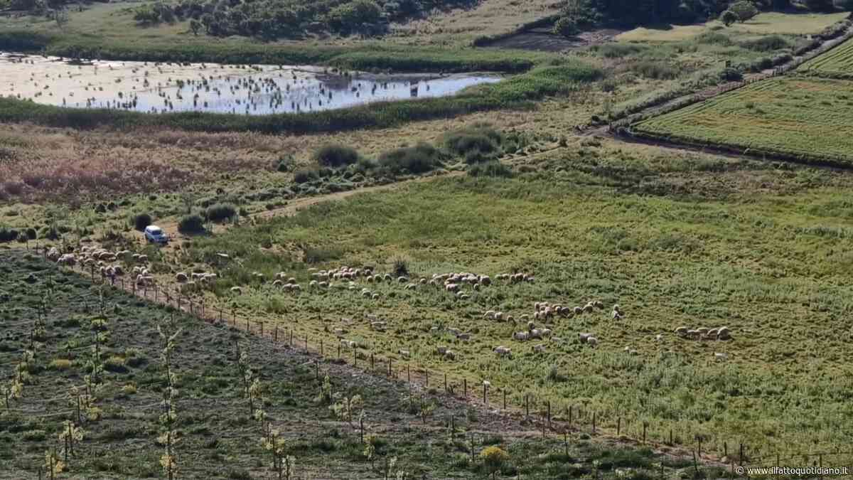 Pascolo abusivo nella Riserva naturale Lago soprano: più di cento tra capre e pecore. La video-denuncia del Wwf