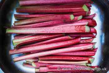 Gardener shares one simple way to grow sweeter homegrown rhubarb