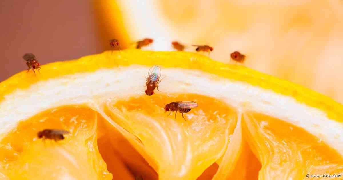 This Morning's Nancy Birtwhistle says 'keep flies out' using one simple trick