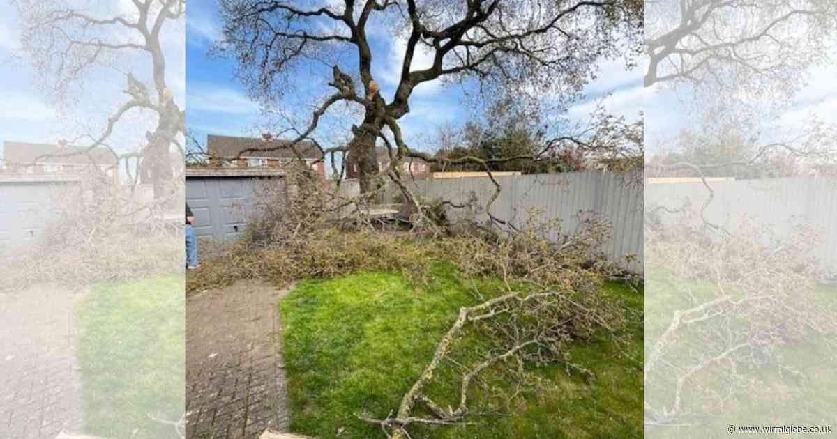 Ellesmere Port oak tree 'dropping limbs' allowed to be cut down