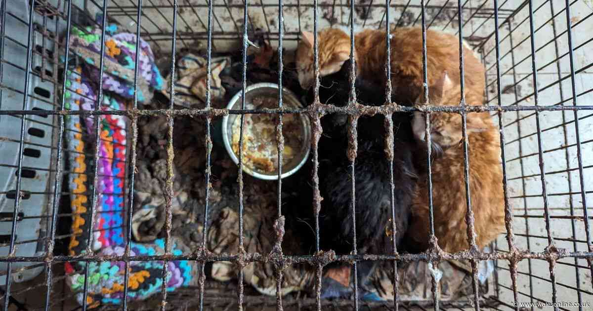 Banned owner found living with 50 cats in squalid conditions