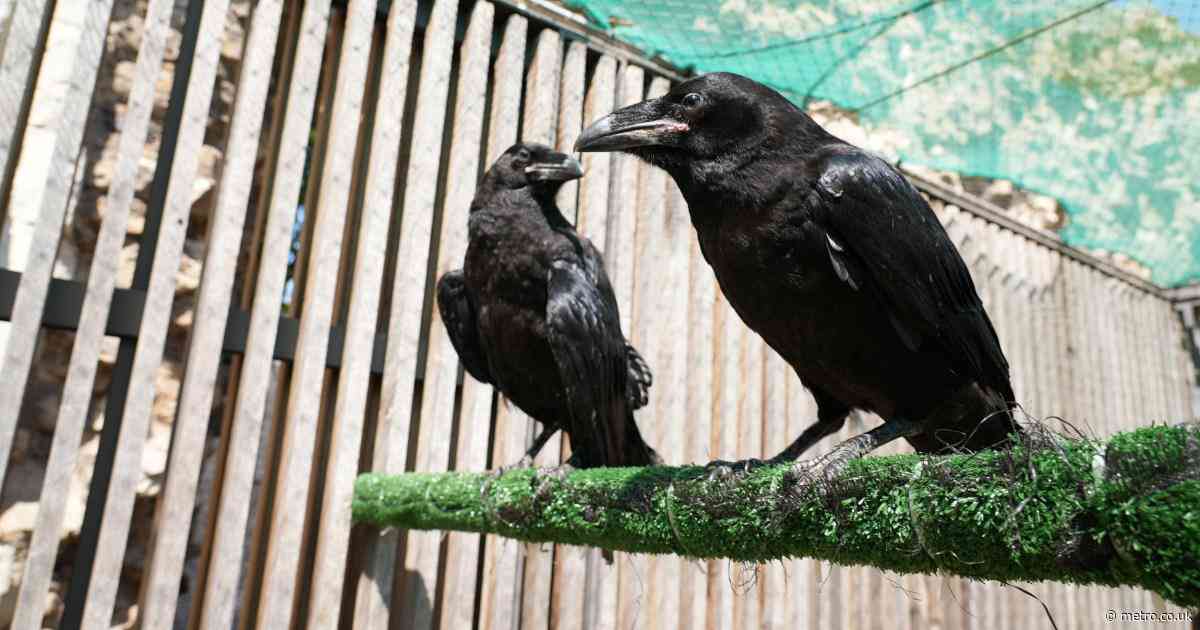 Two new raven chicks arrive at Tower of London ‘to keep the kingdom safe’