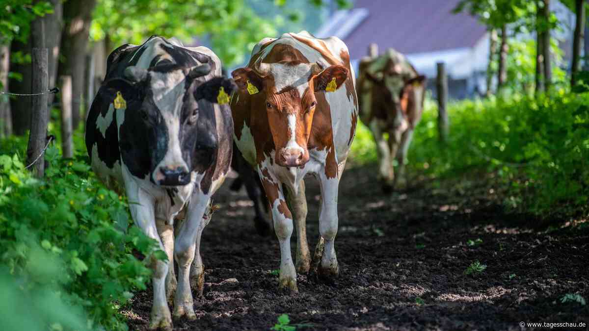 EU-Kommission will Vorgaben für Landwirte vereinfachen