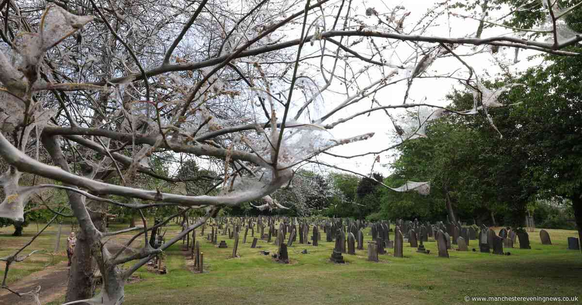 Ghostly webs cover Salford cemetery in 'eerie' infestation