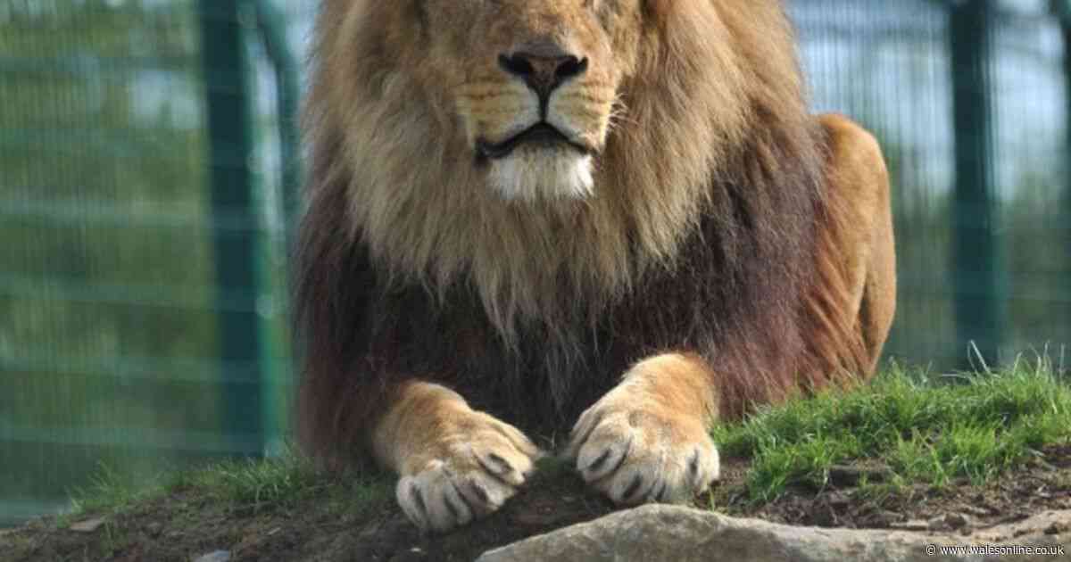 Folly Farm announce with 'heavy hearts' devastating news on Hugo the lion