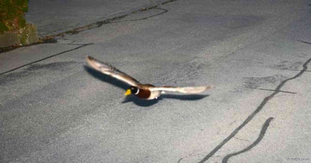 Speed camera catches a duck doing nearly double the limit twice in seven years