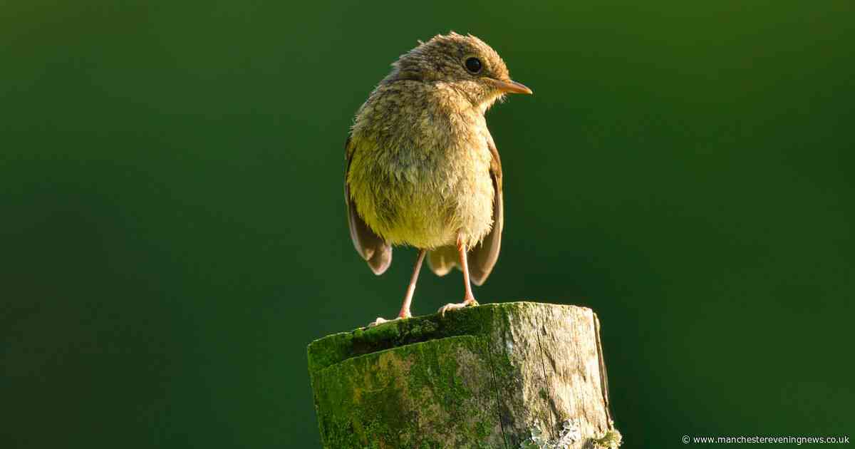UK households urged to do one key thing to help birds and insects after 'driest start to the year'